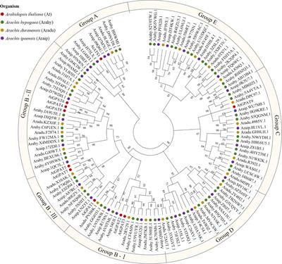 Characterization and functional analysis of AhGPAT9 gene involved in lipid synthesis in peanut (Arachis hypogaea L.)